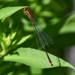 Orange Bluet thumbnail 4