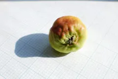 Rosy Apple Aphid thumbnail 3
