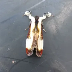 Beautiful Wood-nymph thumbnail 1