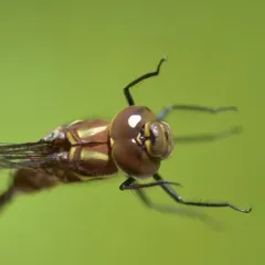 Shadow Darner thumbnail 2