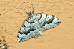 Antepirrhoe fasciata thumbnail 1