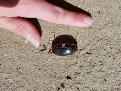 Dytiscus circumcinctus thumbnail 2