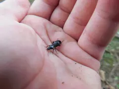 Pterostichus caudicalis thumbnail 3