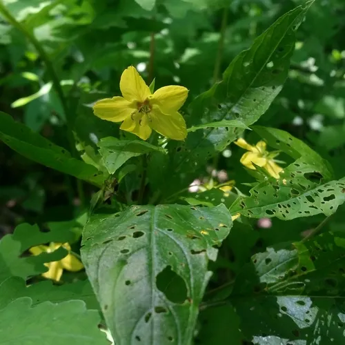 fringed loosestrife
