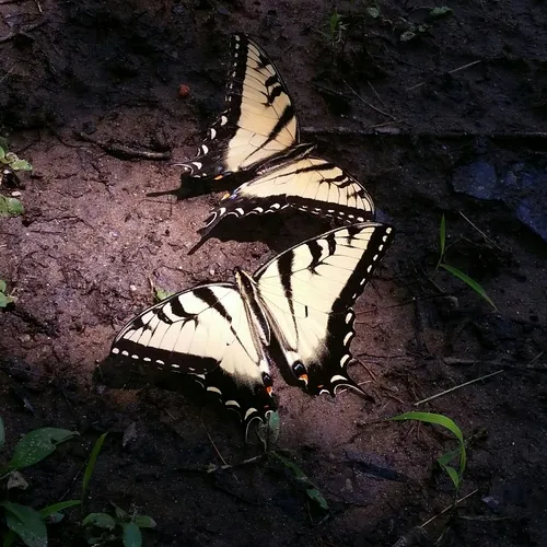 Eastern Tiger Swallowtail