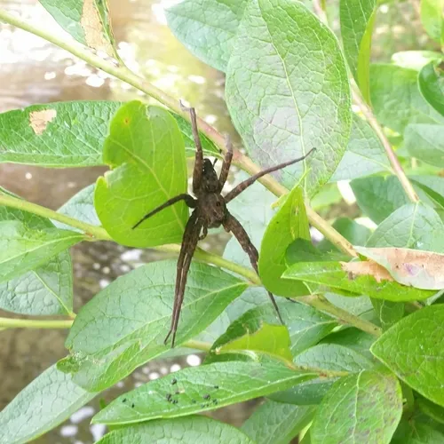 Banded Fishing Spider