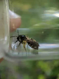 Andrena robervalensis thumbnail 4