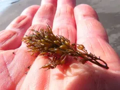 Northern bladder chain thumbnail 3
