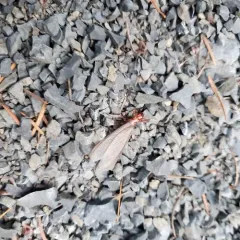 Pacific Dampwood Termite thumbnail 3
