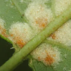 Acalitus phyllereus thumbnail 3