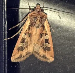 Red-backed Cutworm Moth thumbnail 1