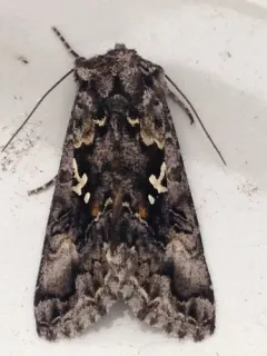 Abstruse False Looper Moth thumbnail 3