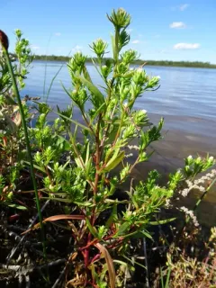 Gulf of St. Lawrence Aster thumbnail 3