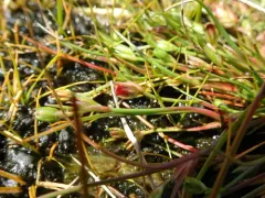 clustered toad rush thumbnail 2