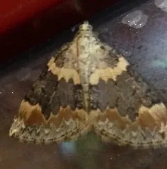 Dysstroma brunneata thumbnail 4