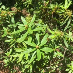 Bog Labrador Tea thumbnail 3