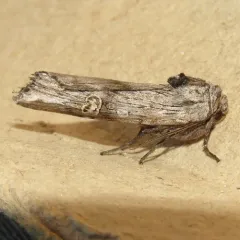 American Brindle Moth thumbnail 2