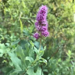 Rose Spirea thumbnail 3
