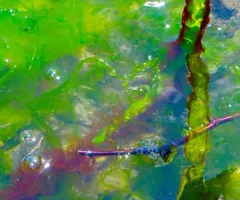 seagrass laver thumbnail 2