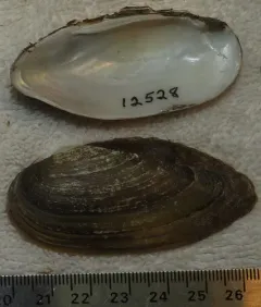 Eastern Pondmussel thumbnail 4