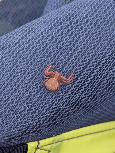 Emerton's Crab Spider