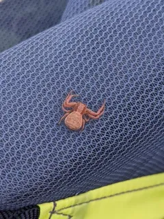 Emerton's Crab Spider thumbnail 1