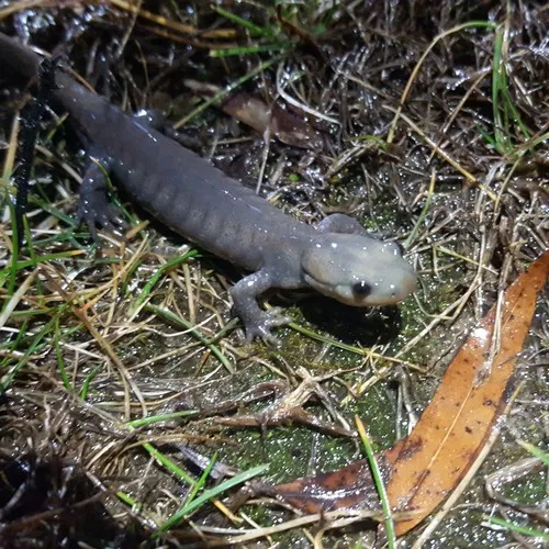 Jefferson Salamander