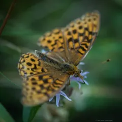 Hydaspe Fritillary thumbnail 3