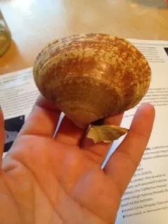 Broad Smoothcockle thumbnail 2