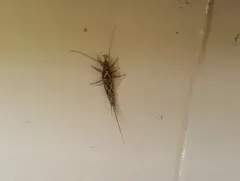 Pedetontus submutans thumbnail 4