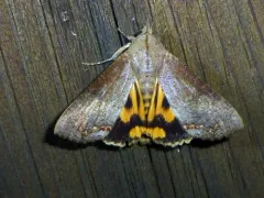 Hypocala Moth thumbnail 2