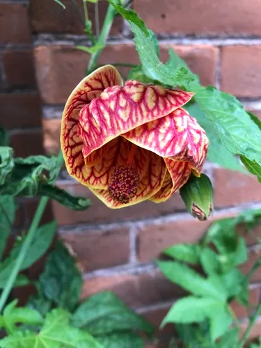 Redvein Abutilon