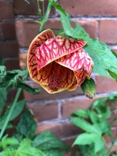 Redvein Abutilon thumbnail 1