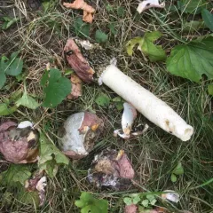 dune stinkhorn thumbnail 2