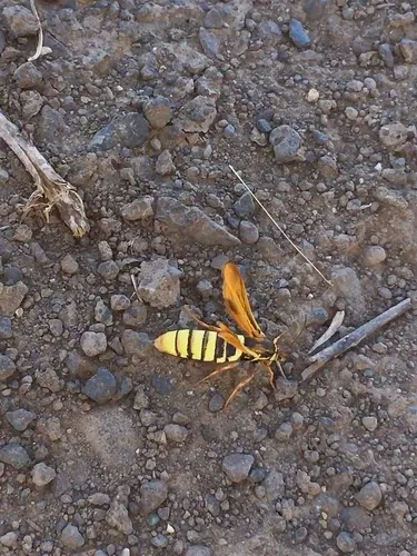Zenodoxus palmii