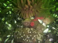 Rugose Anemone thumbnail 4