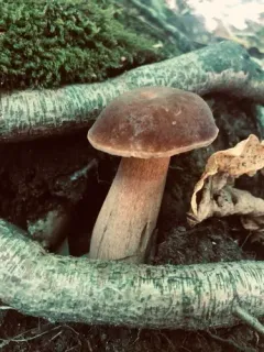 Summer Bolete thumbnail 3