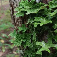 Tree Lungwort thumbnail 1