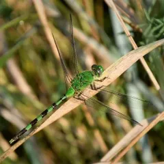 Great Pondhawk thumbnail 3