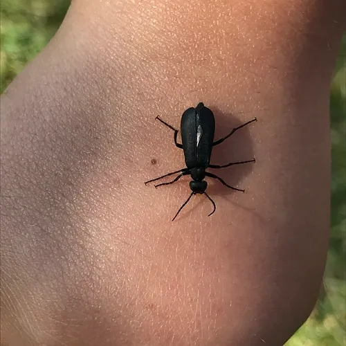 Black Blister Beetle
