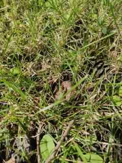 roseroot gall wasp thumbnail 2