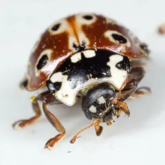 Eye-spotted Lady Beetle thumbnail 2