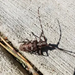Monochamus obtusus thumbnail 2