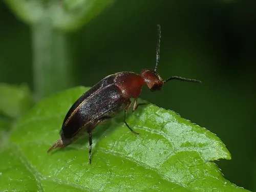Mordellistena fuscipennis