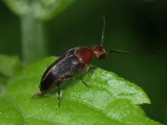 Mordellistena fuscipennis thumbnail 1