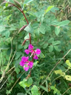 Elegant Clarkia thumbnail 3