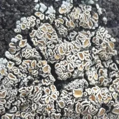 Scattered Rock-posy Lichen thumbnail 2