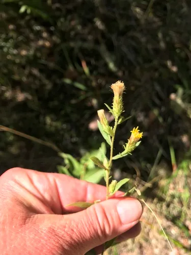 Brewer's aster
