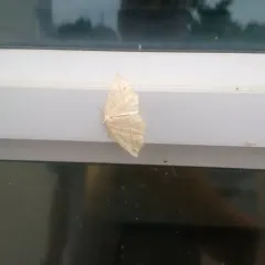 Confused Eusarca Moth thumbnail 3