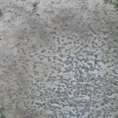 Smokey-eyed Boulder Lichen thumbnail 2